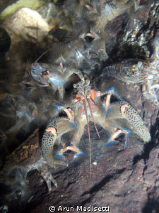 Banana shrimp in Middleham Falls by Arun Madisetti 